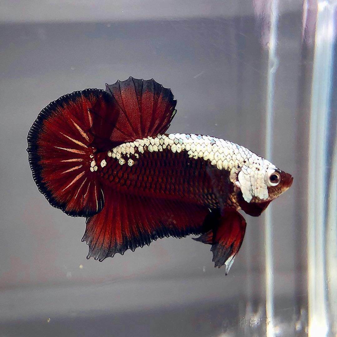 ( cá thủy sinh ) 5 bé betta samurai red siêu đẹp