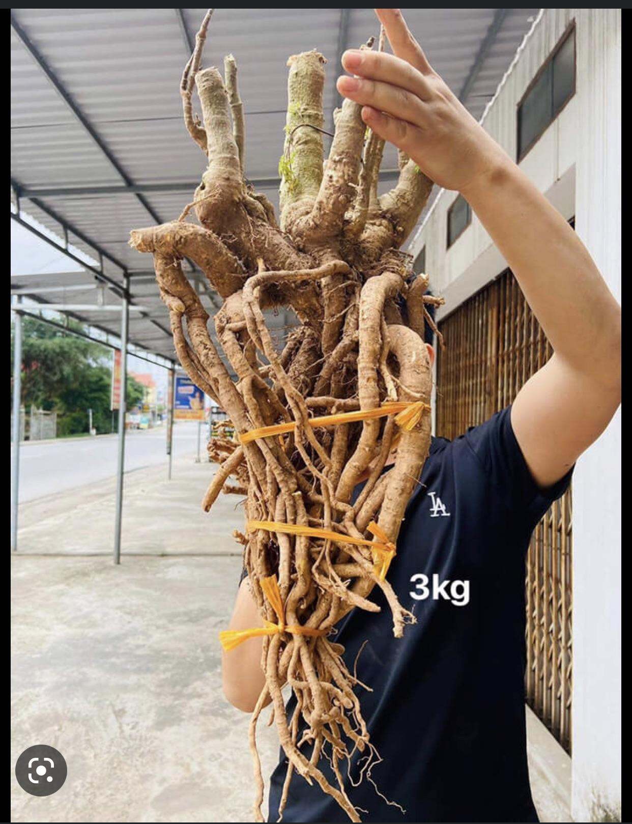 Củ Đinh lăng tươi nguyên củ 3kg