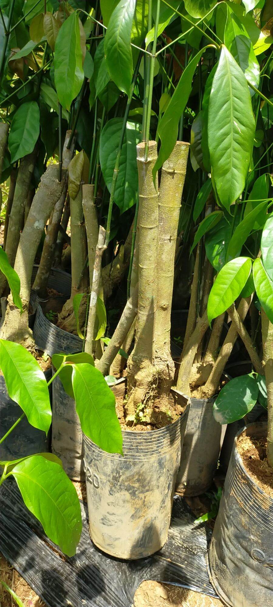 CÂY GIỐNG RAU BÉP RỪNG K'LONG - GỐC TO