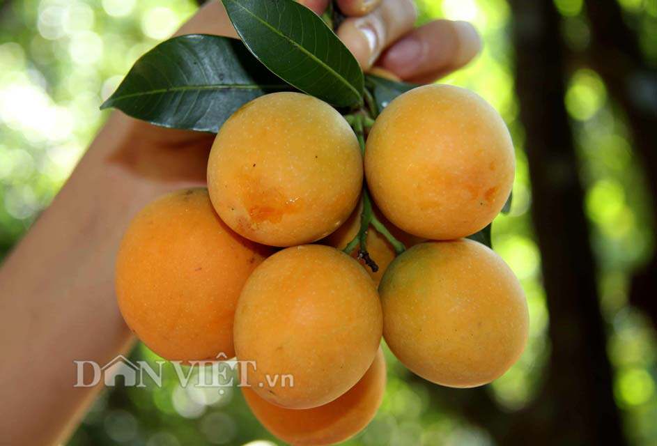 Cây giống Thanh Trà chua ngọt 50%