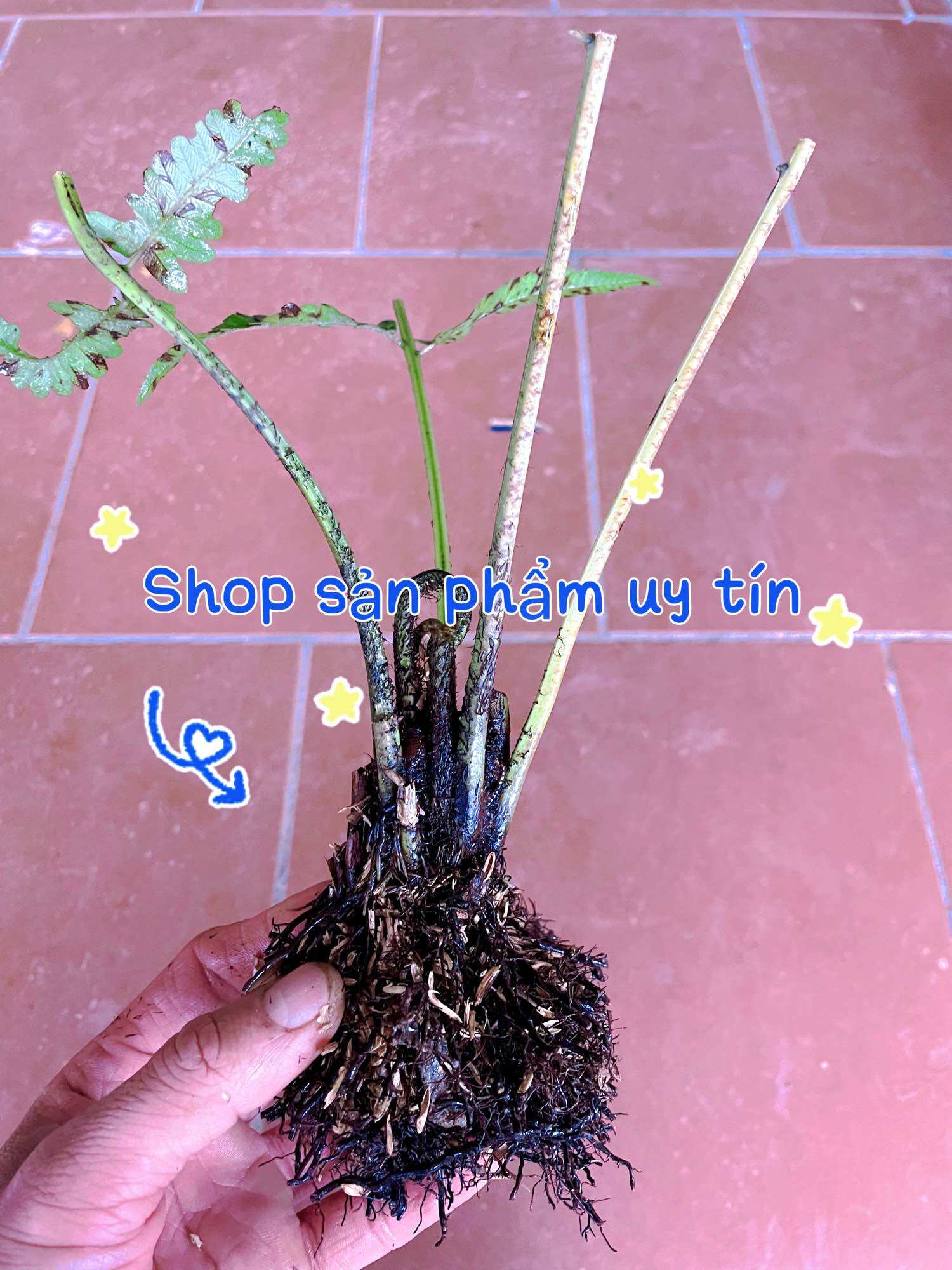 Cây rau dớn giống gốc giống