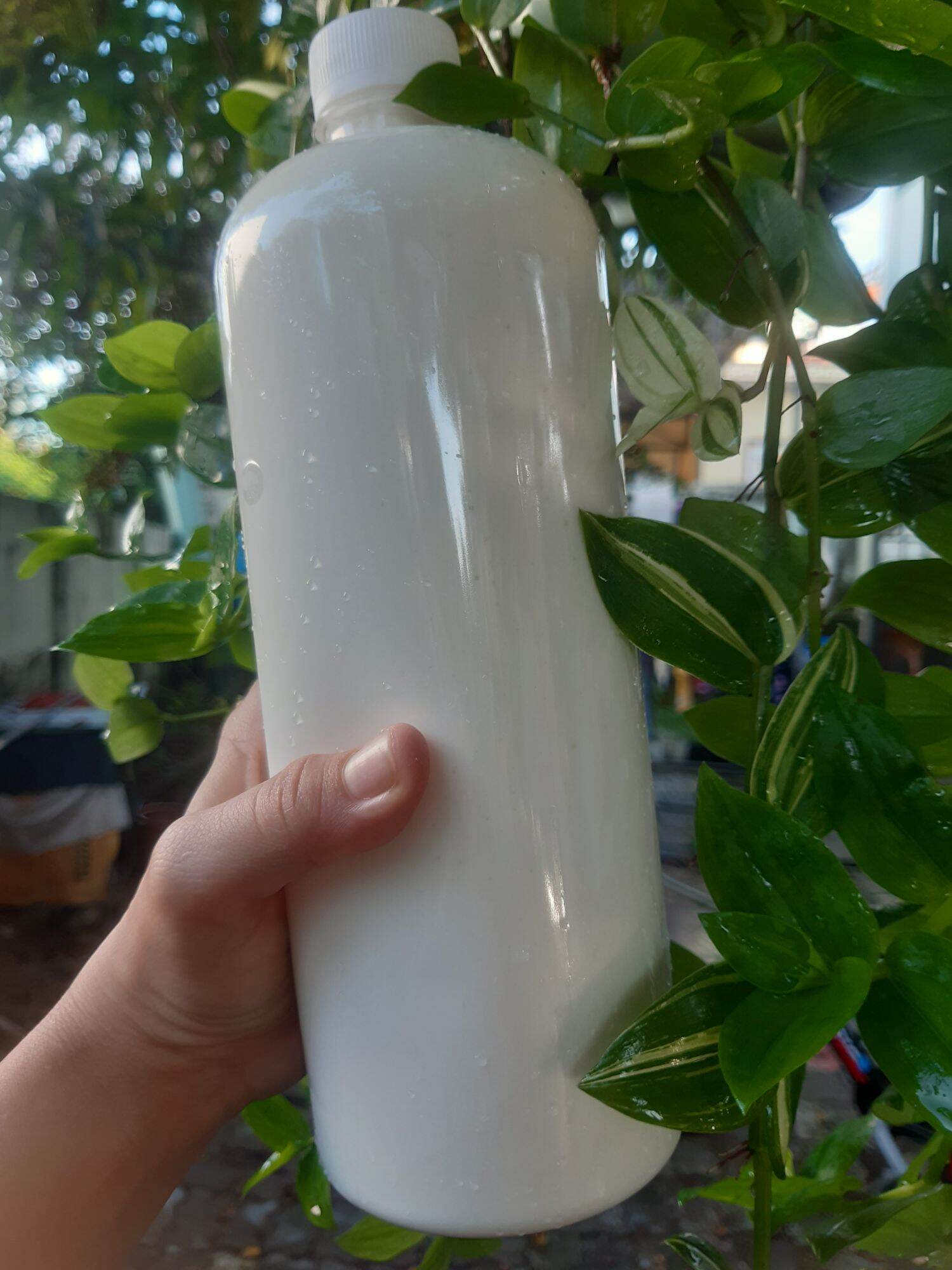 sữa chua matsoni ( men làm sữa chua)