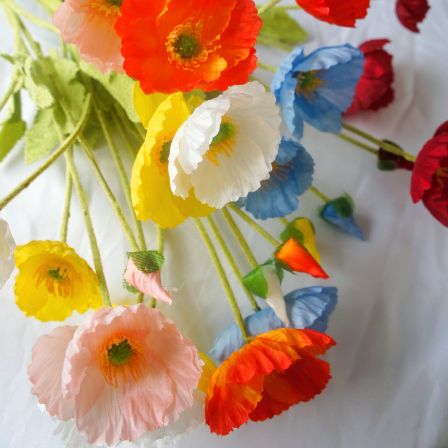 Hoa anh túc, hoa poppy, hoa anh túc giả, hoa anh túc thân lông, hoa poppy