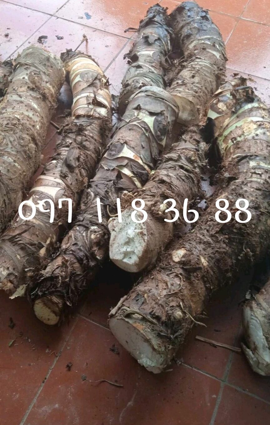 Củ bạc hà núi phơi khô, (ráy dại ráy rừng )hàng chuẩn xin