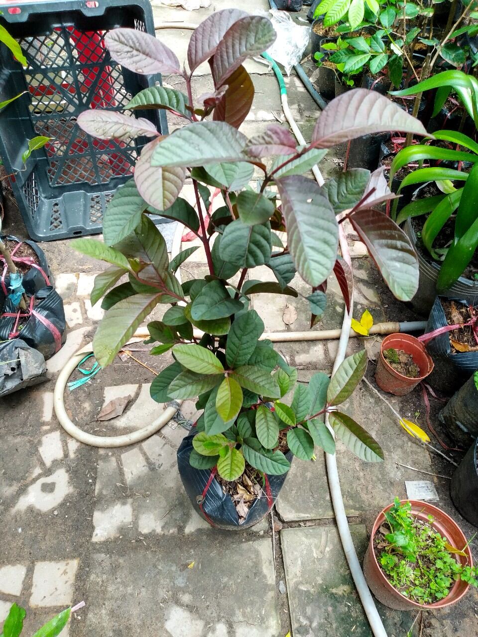 Cây ổi tím Malaysia, cây đẹp