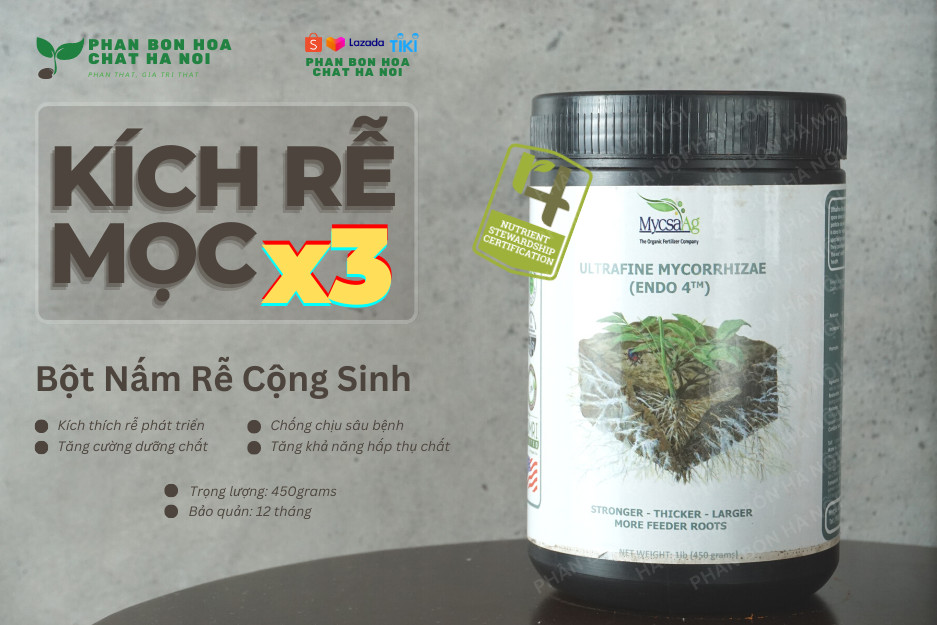 Phân bón nấm rễ cộng sinh - kích thích ra rễ