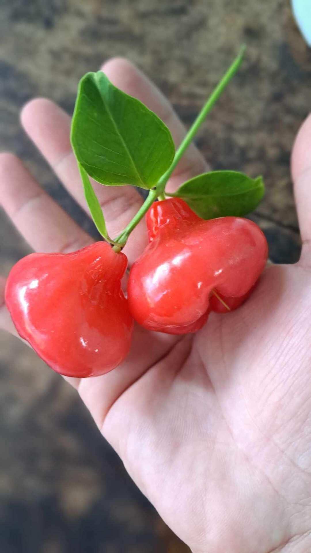Cây giống mận hoàng yến bao chuẩn giống