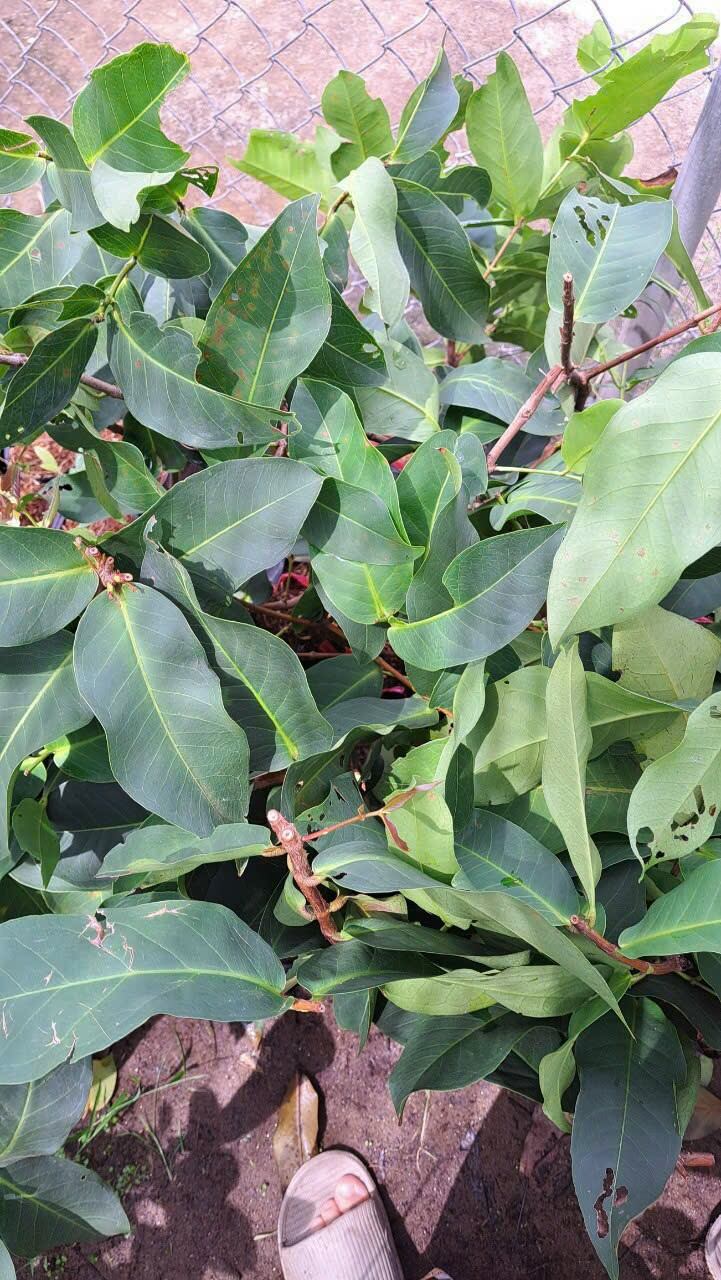 ( CÂY GIỐNG) cây mận đào huyết. mận xưa