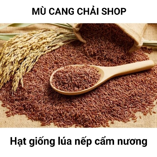 Hạt giống lúa nếp cẩm, nếp tím đen túi 1kg