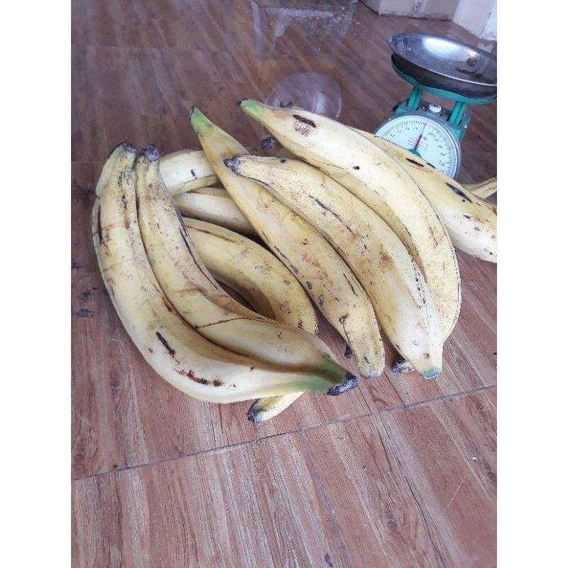 cây giống Chuối tá quạ