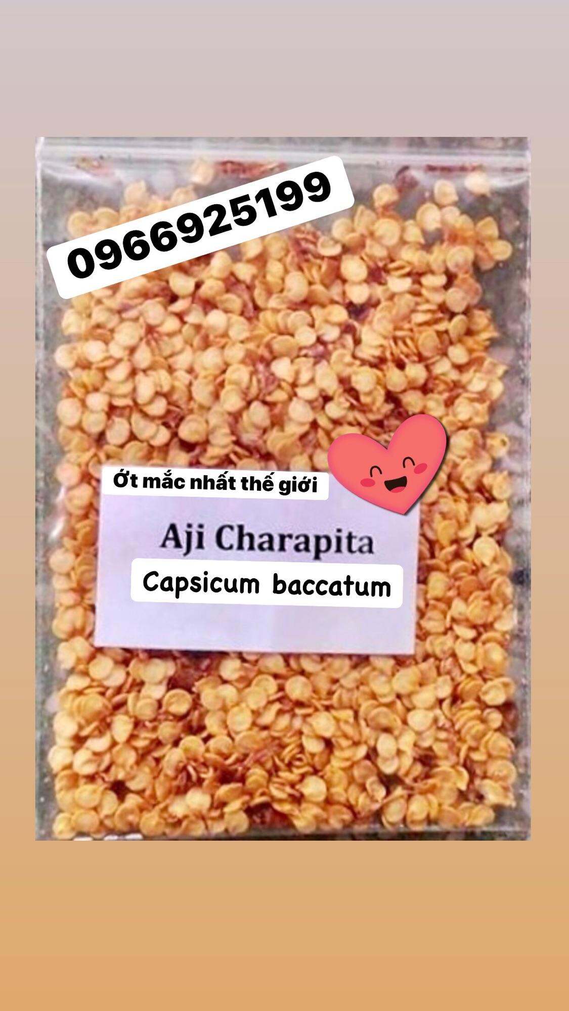 100 hạt giống thuần chủng ớt mắc nhất thế giới Aji charapita ớt peru tặng 5 quả