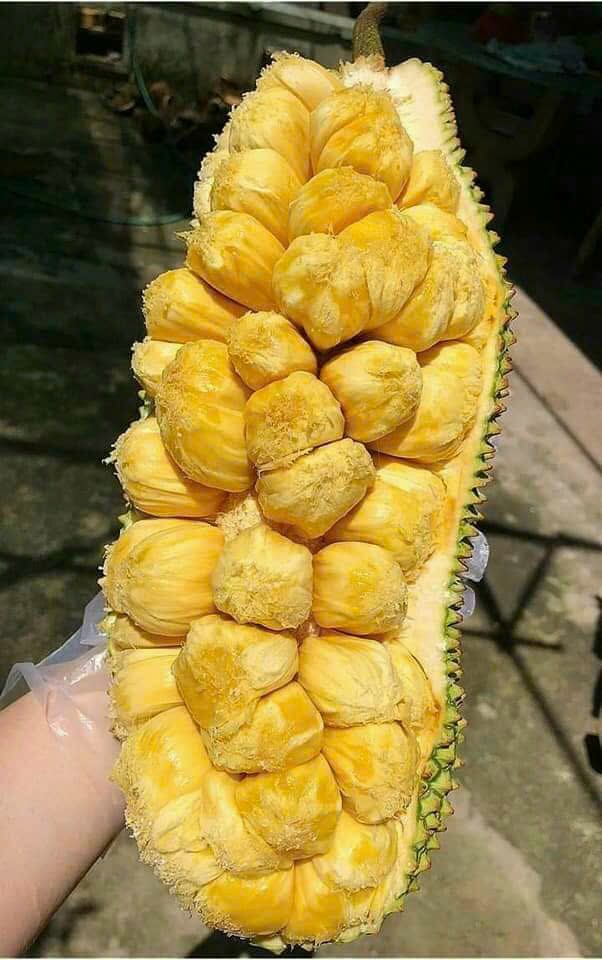 Cây mít mơ mít vị sầu riêng