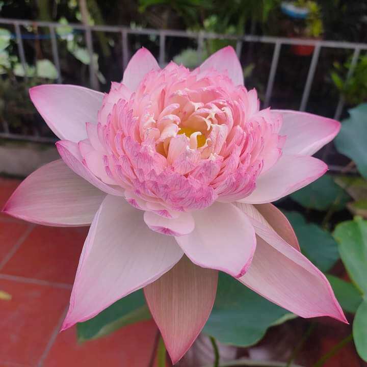 Củ sen super