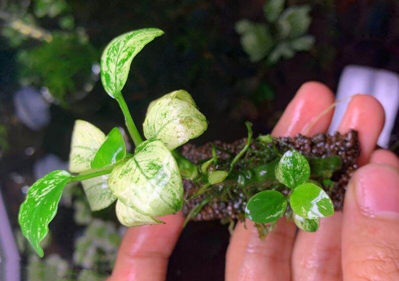 Giá thể Napad Gắn Cây Thủy Sinh (10 miếng)