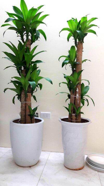 thiết mộc lan lá xanh size nhỏ [khúc giống ]