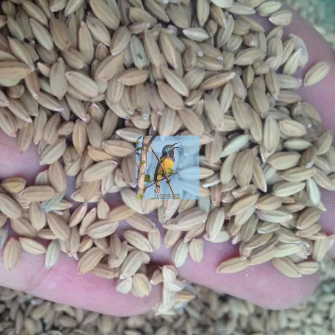 Lúa tiêu ruột đỏ 1kg - cho cu gáy - gà đá - chim kiểng