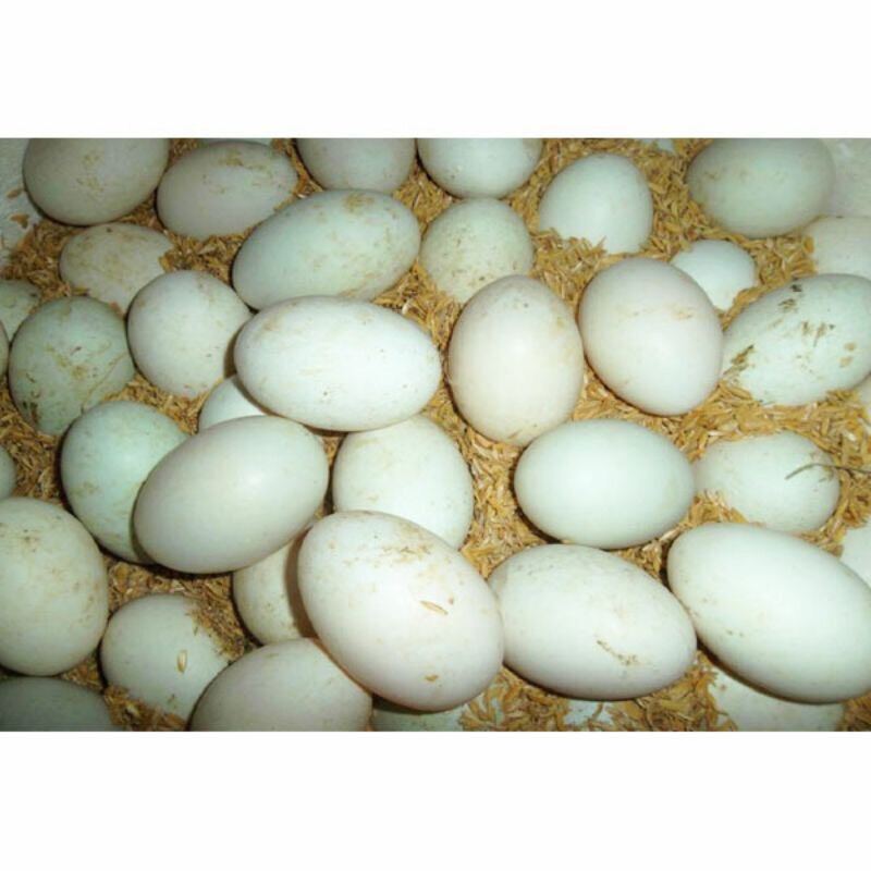 10 trứng vịt lộn con vừa ăn tặng muối chấm