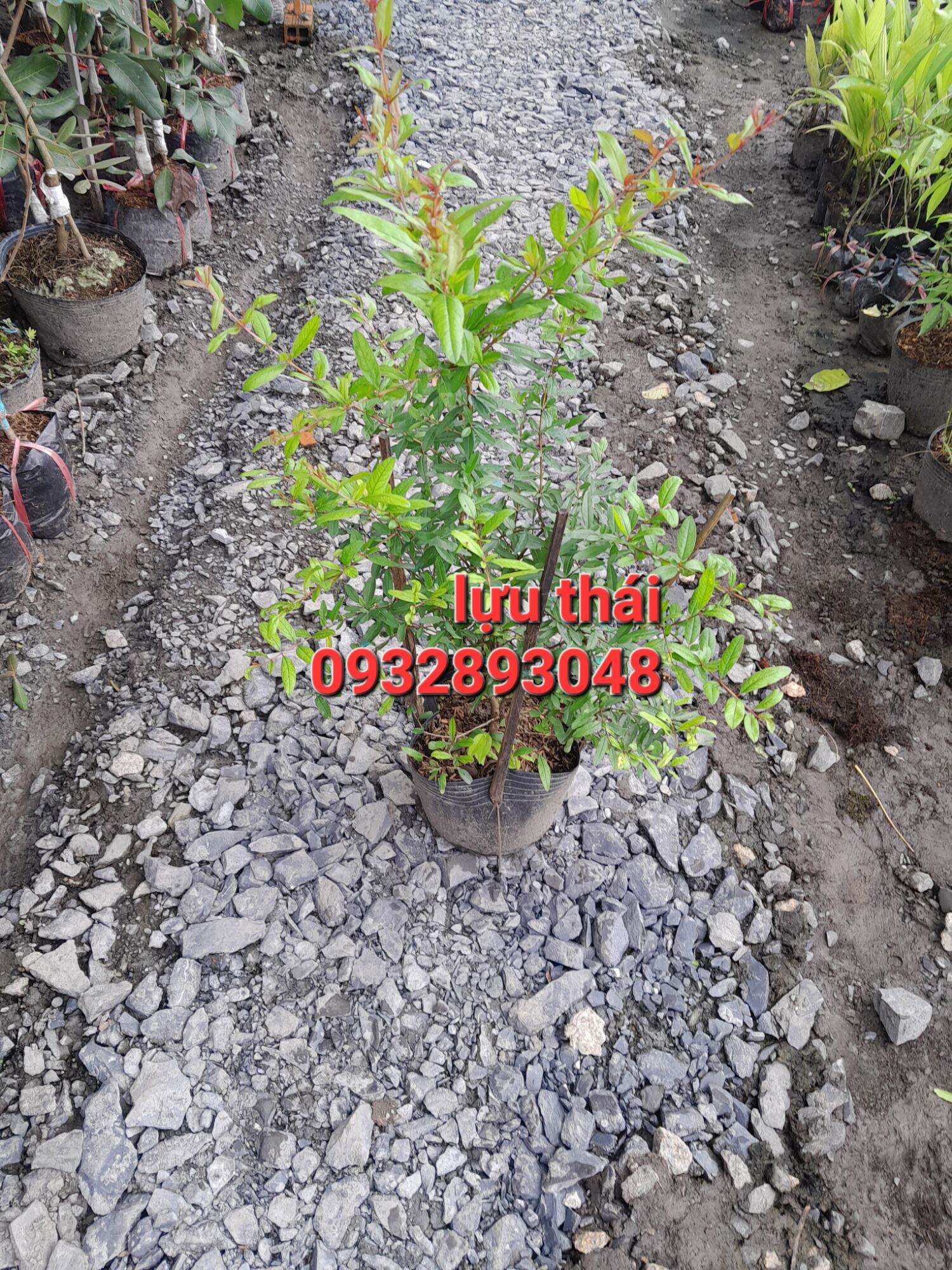 Cây giống lựu thái