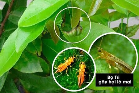Diệt tất cả loại rầy- bọ trĩ- rệp vảy hại cây lan và hoa hồng- rau-lúa-dưa-xoài- bưởi