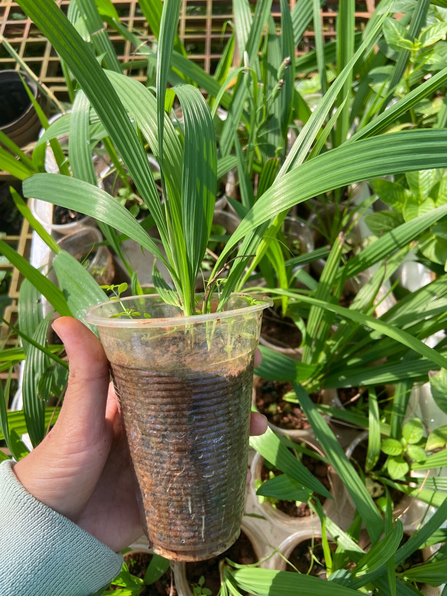Cây giống sâm đại hành