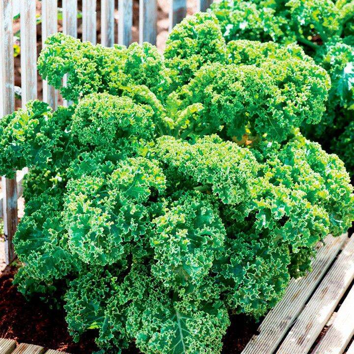 Gói hạt giống cải xoăn xanh Kale dễ trồng