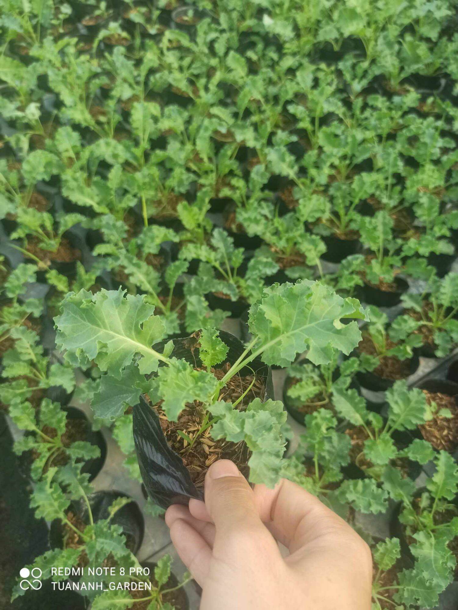 cây cải kale xoăn xanh