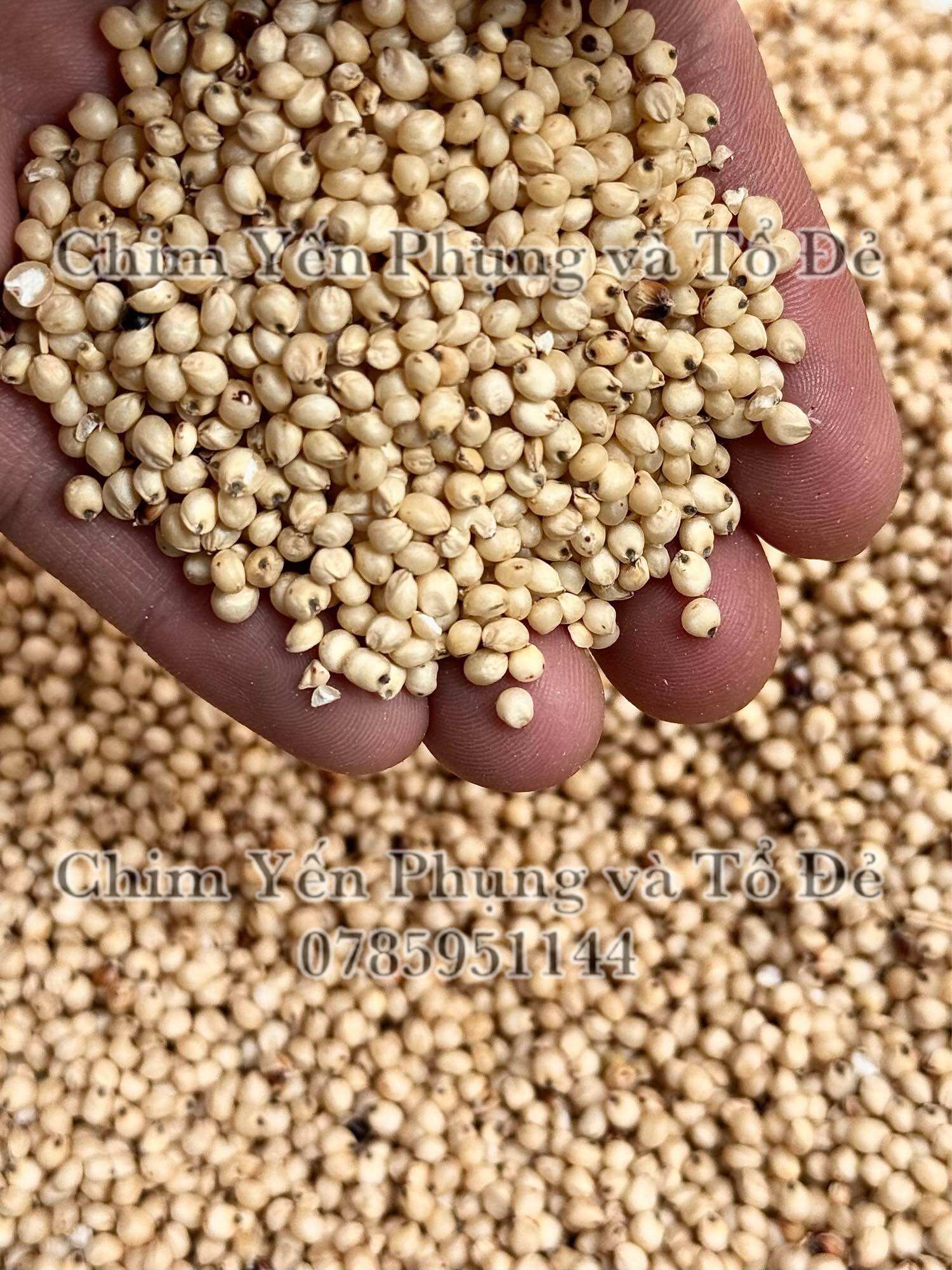 1kg hạt bo bo trắng (ý dĩ)