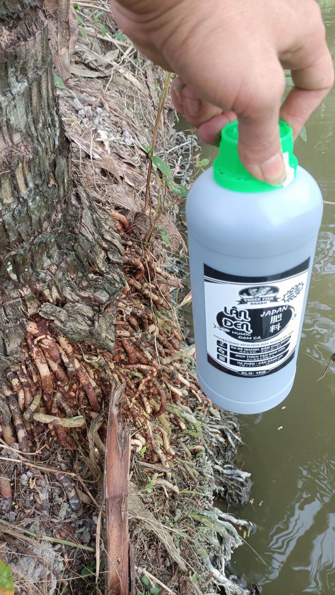 Ra Hoa Dừa - HuMic ( số lượng 1 chai 1000ml ) Tăng tốc ra Hoa Dừa