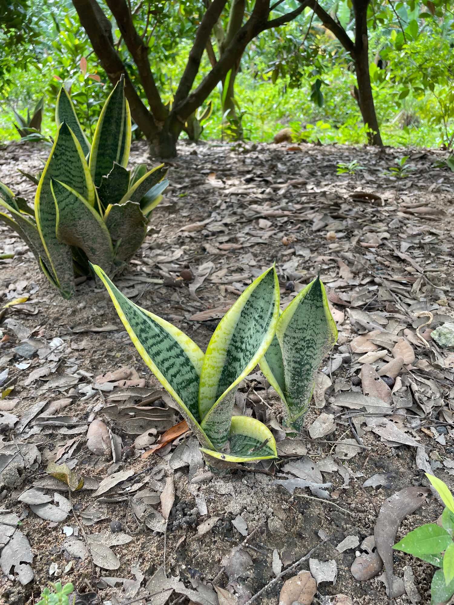 Dwarf Tiger Tongue with Small Golden Border