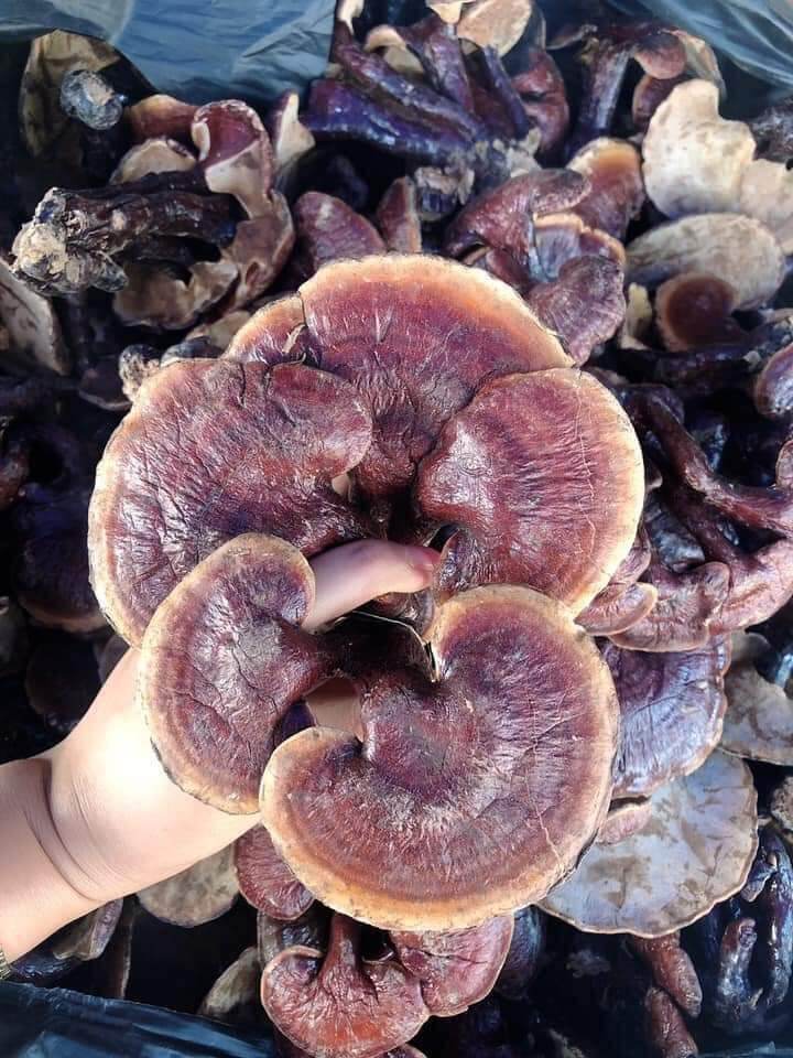 Northwest Green Lim Mushrooms 500g