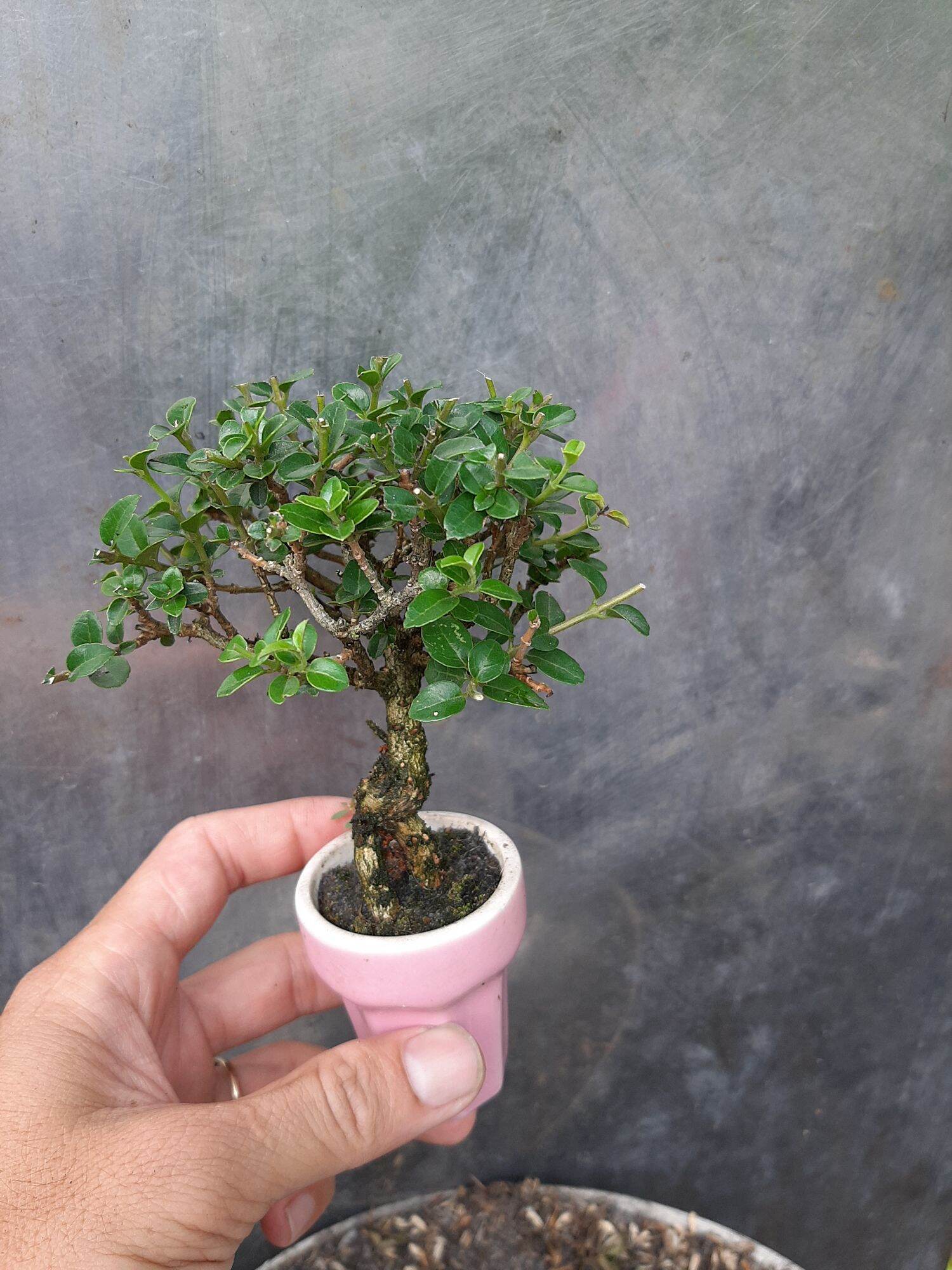 Sam hương siêu mini để bàn