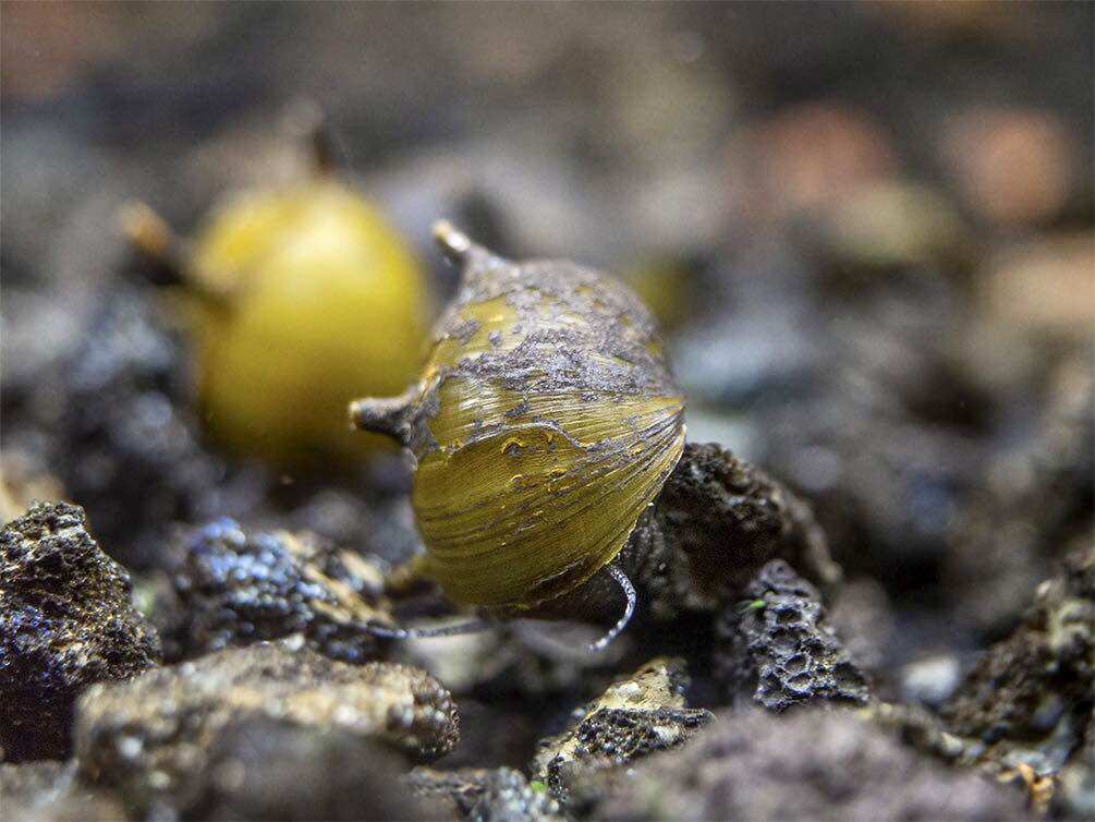 Ốc Nerita Gai, size 9mm đến 11mm (sl: 10 con)