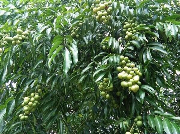 Cây giống móc mật (mắc mật)