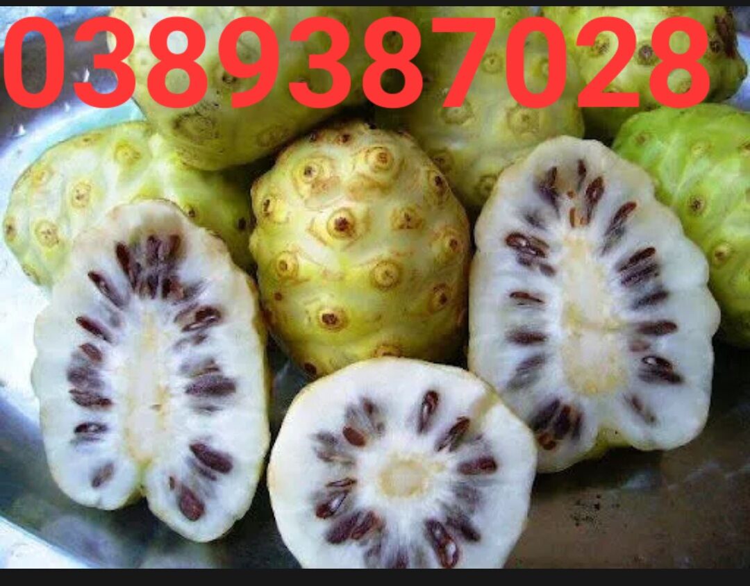 Trái nhàu tươi già 1kg