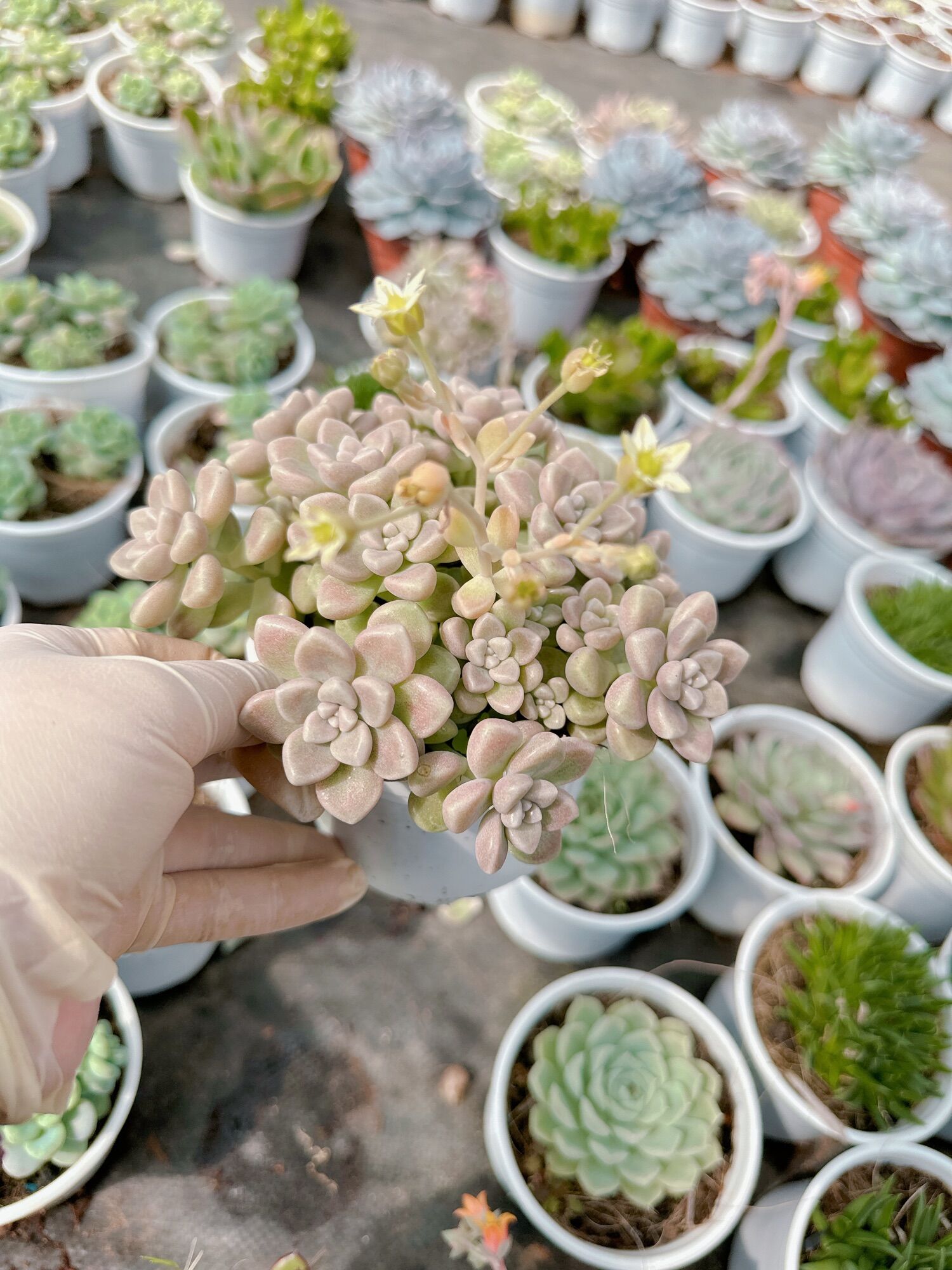 Sen đá kim tuyến size trung 5-7 cm xuất vườn đà Lạt, đã thuần khí hậu