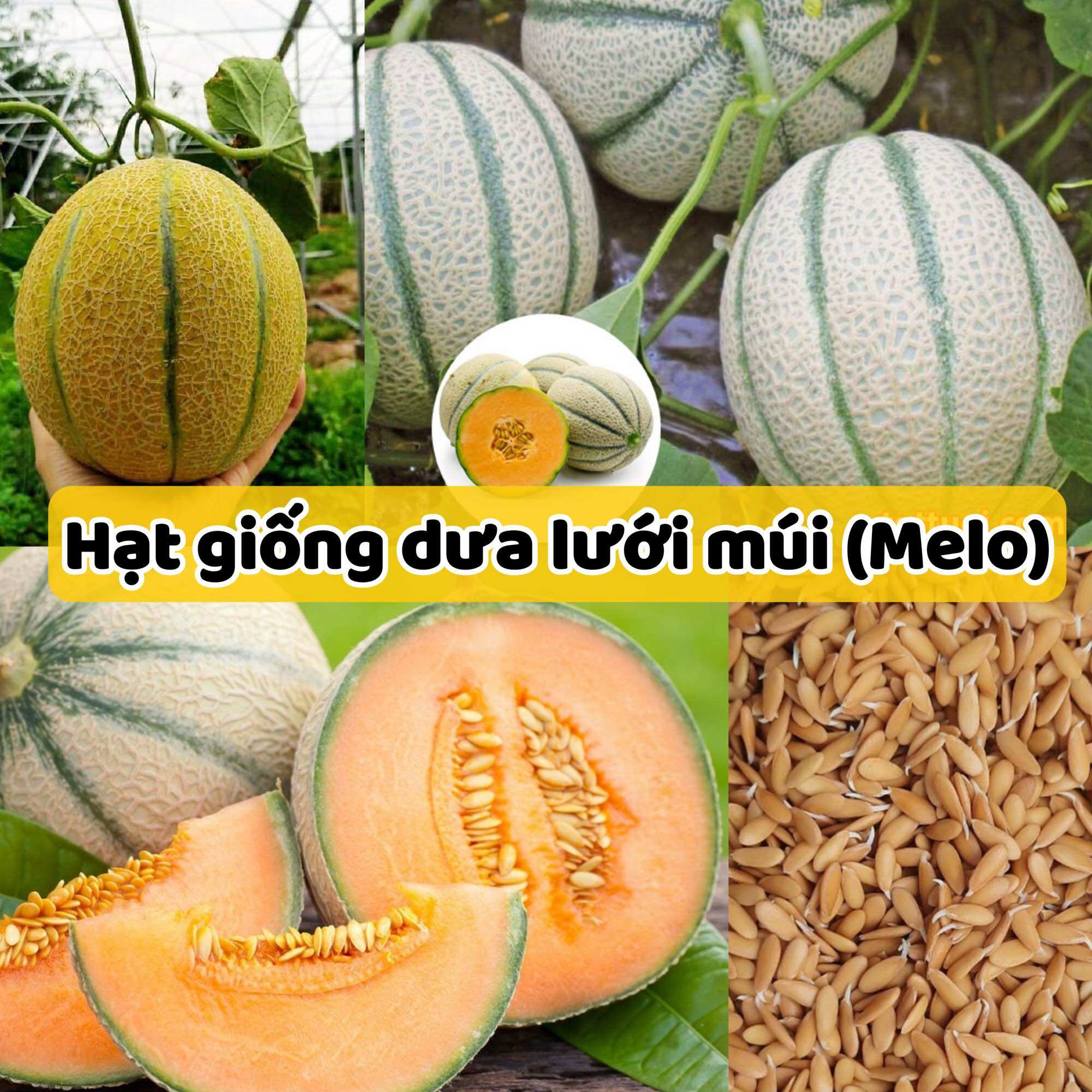 Hat giống dưa lưới múi -mua 4 gói được tặng gói cùng loại dễ trồng, sinh trưởng tốt
