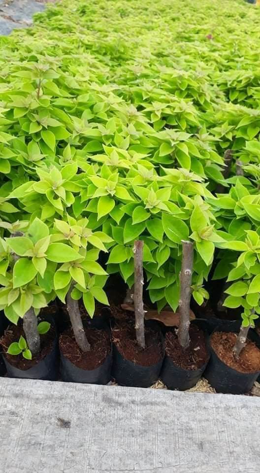 15 cây bông giấy