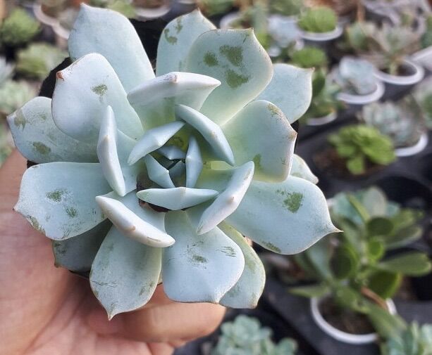 Sen đá ngọc trinh size bầu 4-6 cm
