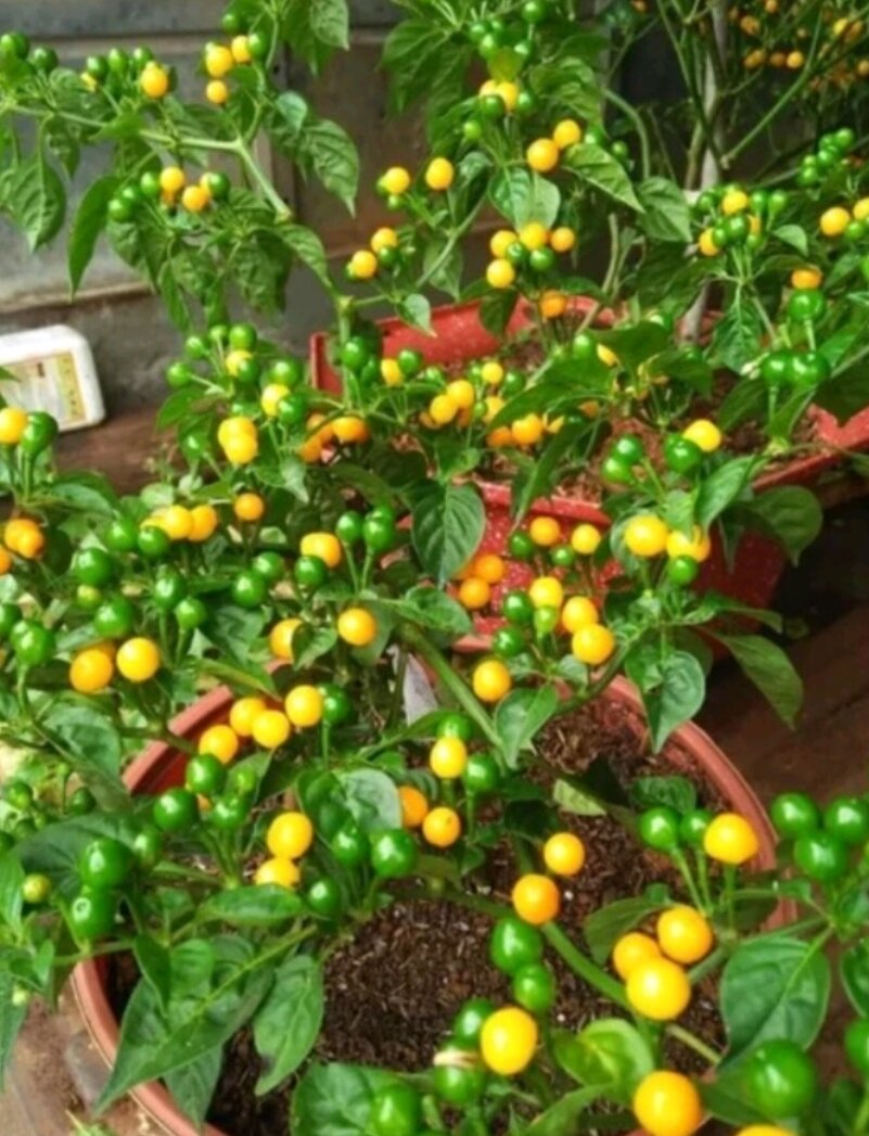Combo 10 cây mô vỉ Nhật Lùn ( chuẩn giống)