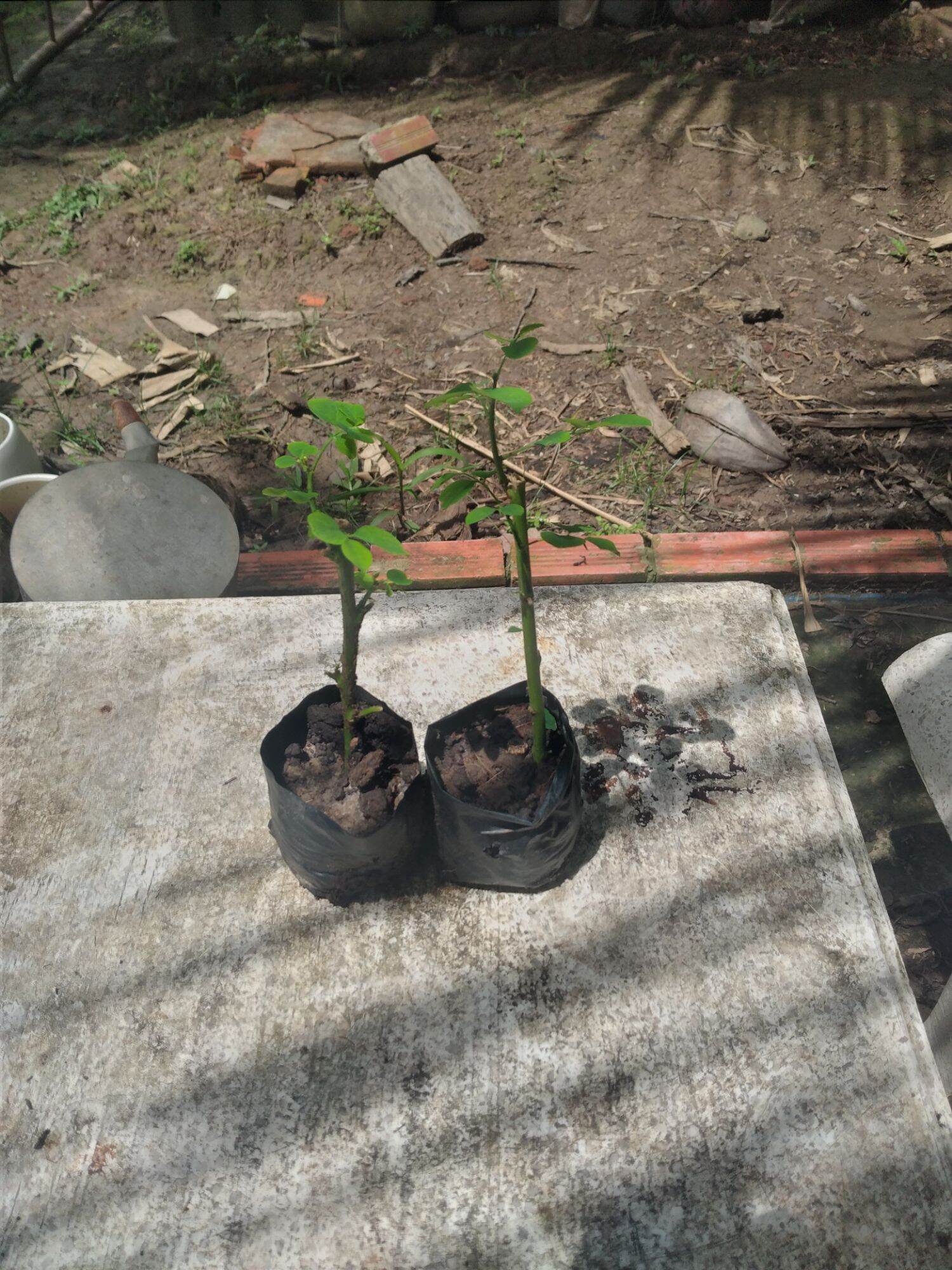 cây giống rau ngót