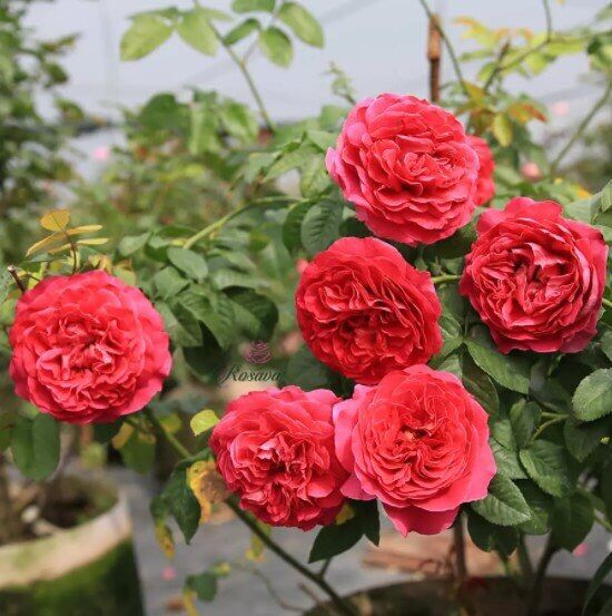Hoa hồng Ngoại Kate Rose