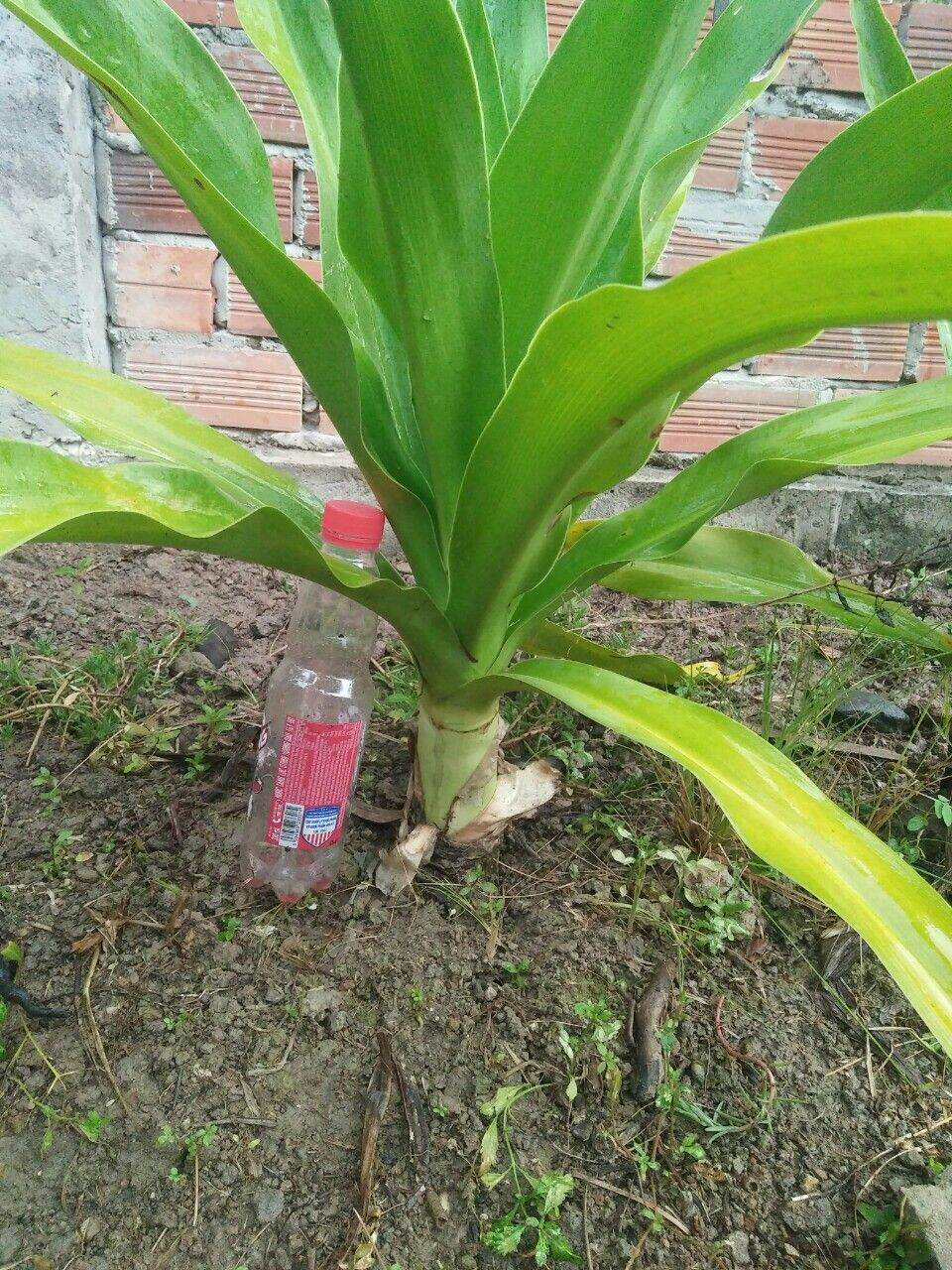 Cây Đại Tướng Quân  Náng Hoa Trắng ( nhiều loại)