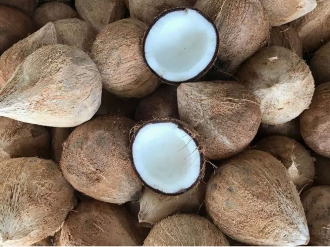 1 trái Dừa khô rám Bến Tre