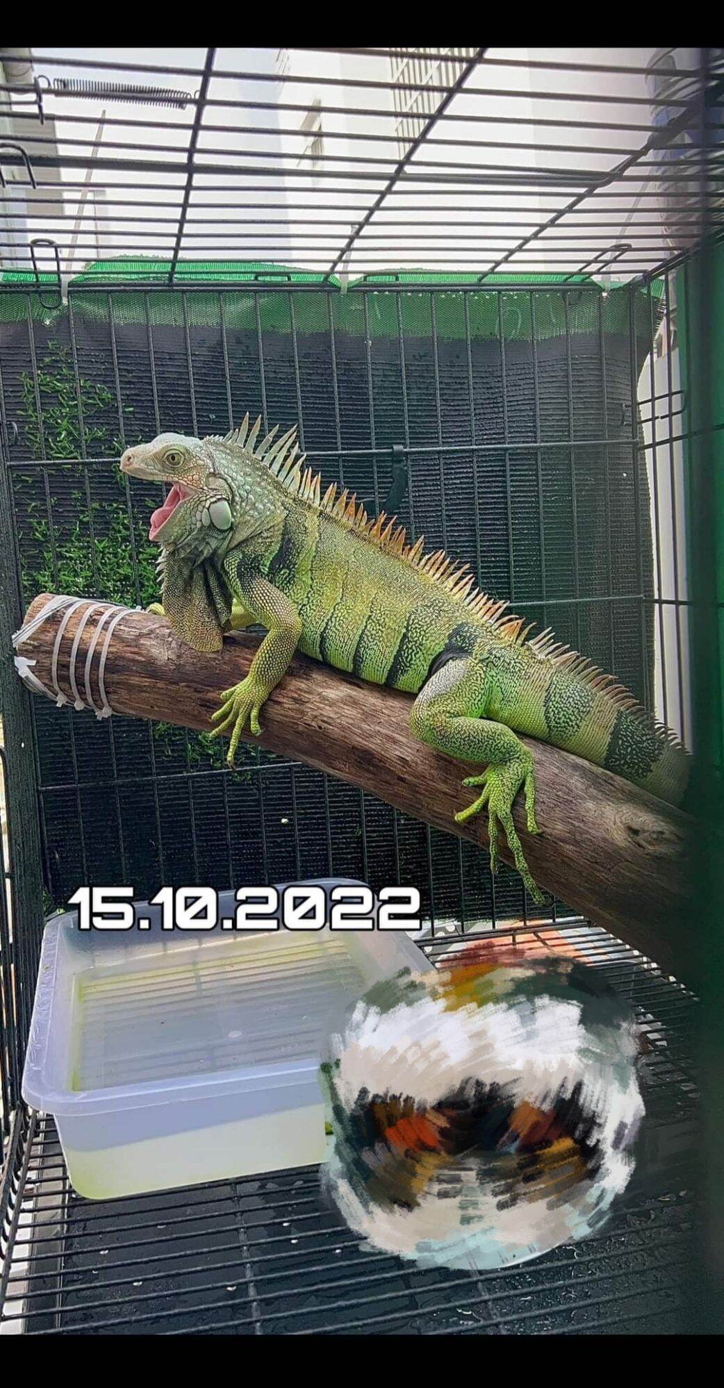 Iguana rồng nam mỹ 50-60cm