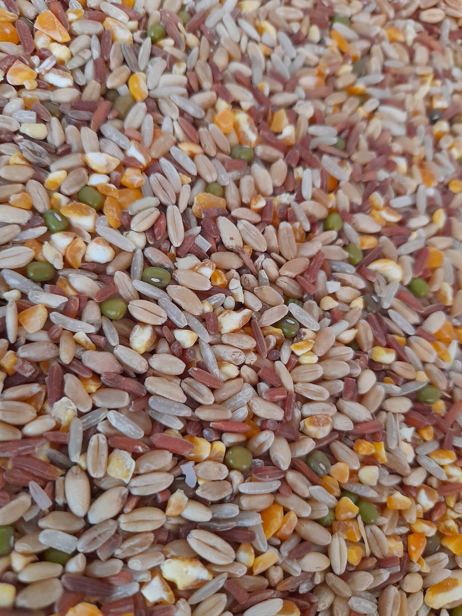 Ngũ cốc dinh dưỡng cho gà đá