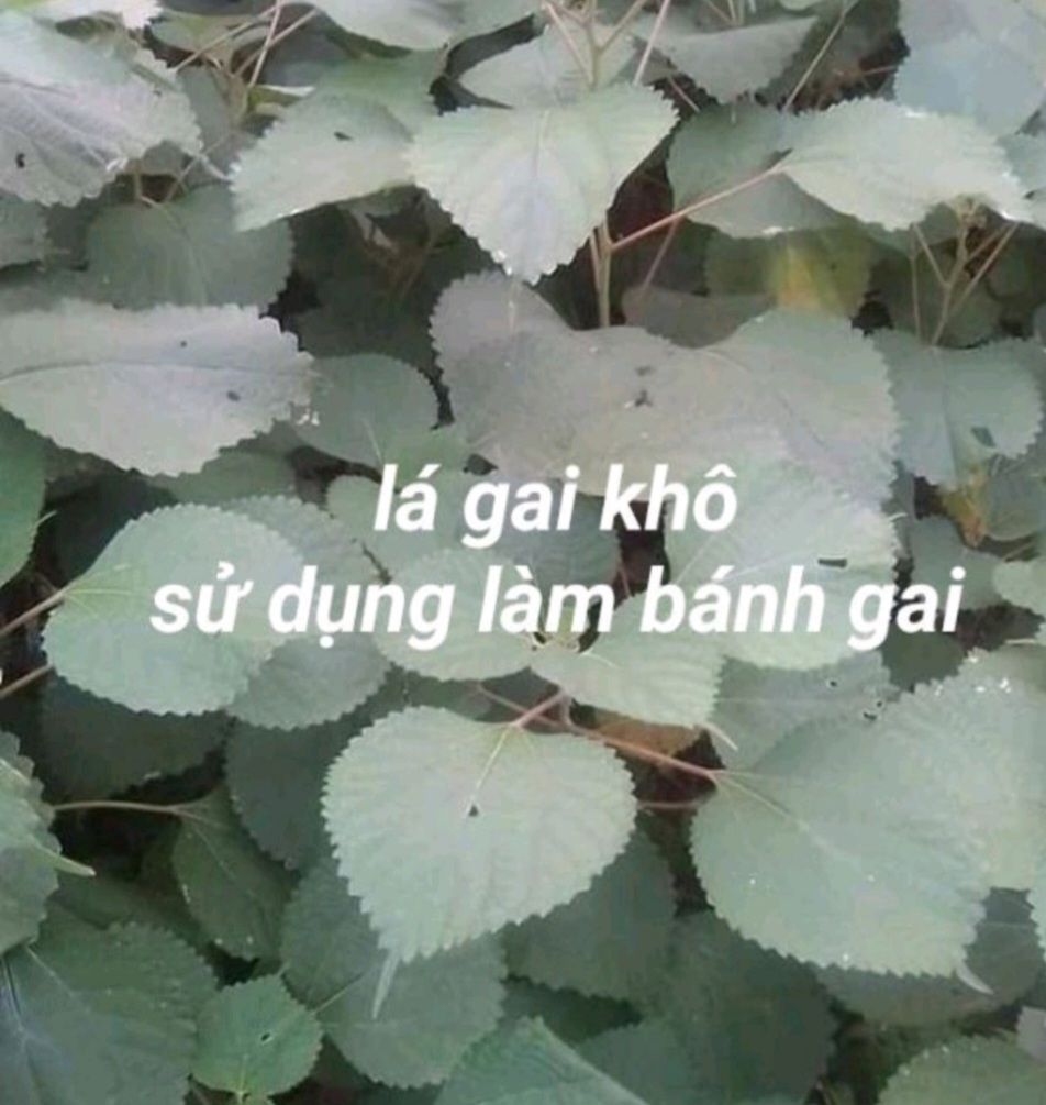 LÁ GAI KHÔ NHẶT SẠCH CỌNG, LOẠI 1 KÝ