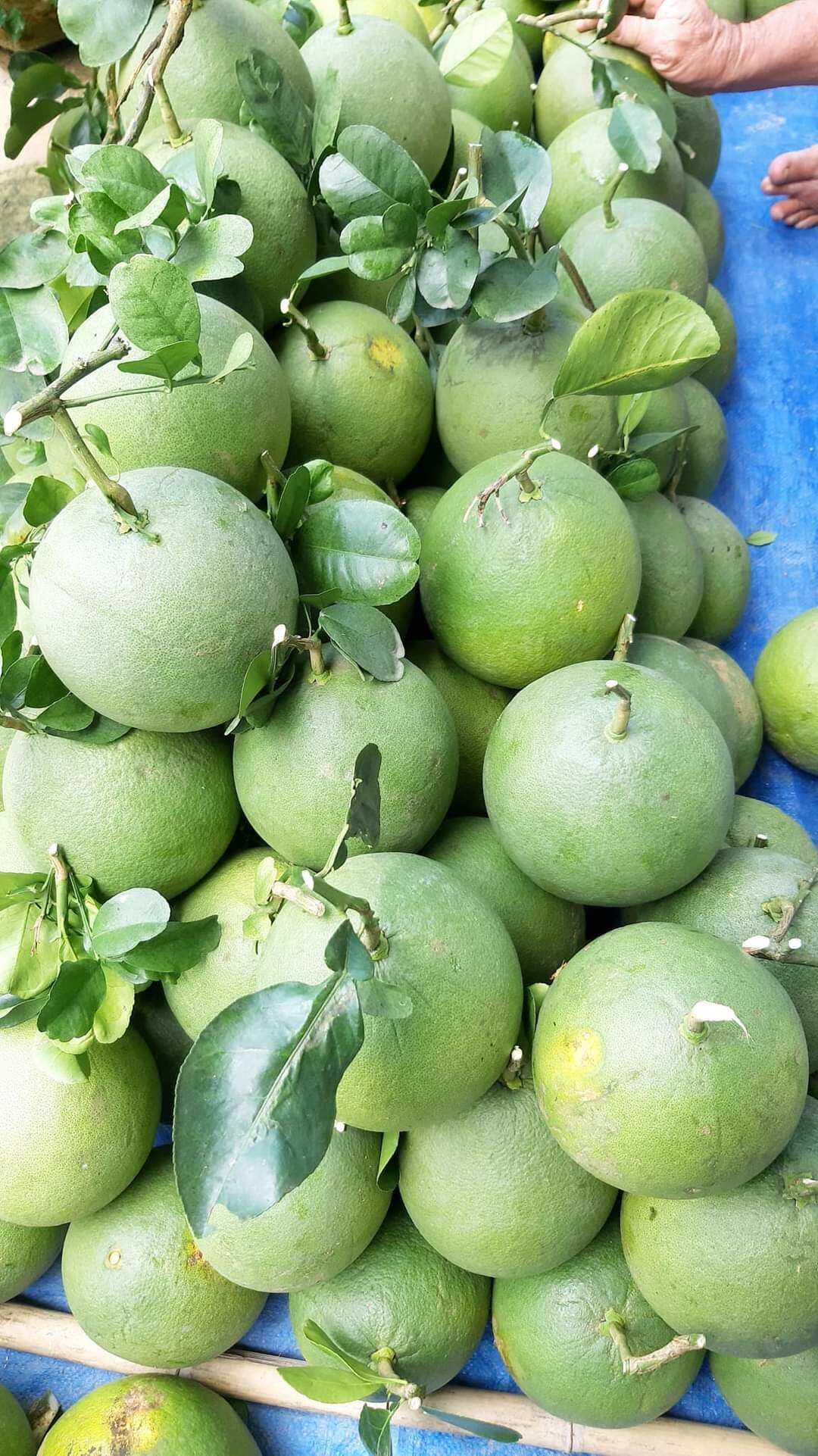 Viên vỏ bưởi giảm cân