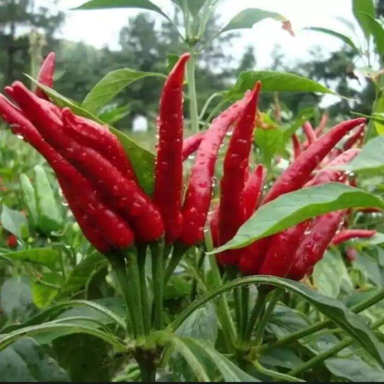 HẠT ỚT CHỈ THIÊN CHÙM gói 1 gram