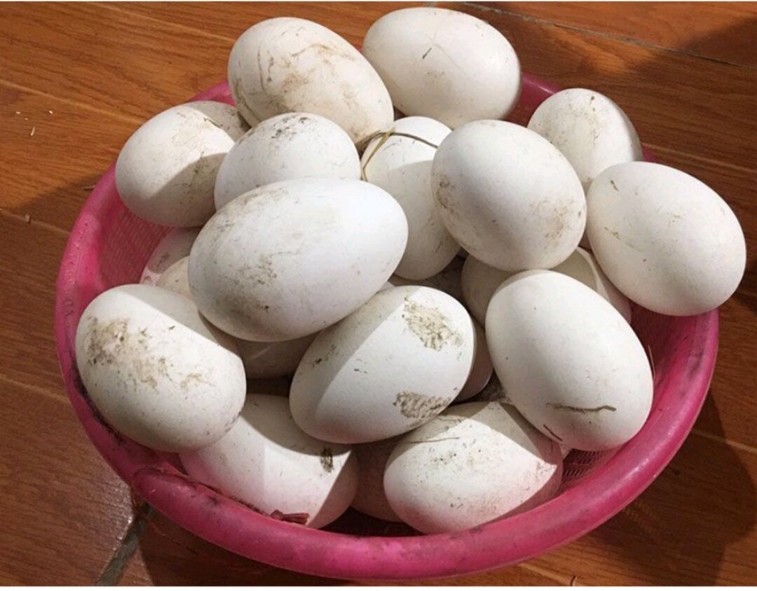 Trứng Vịt Siêu NgỖng bổ dưỡng
