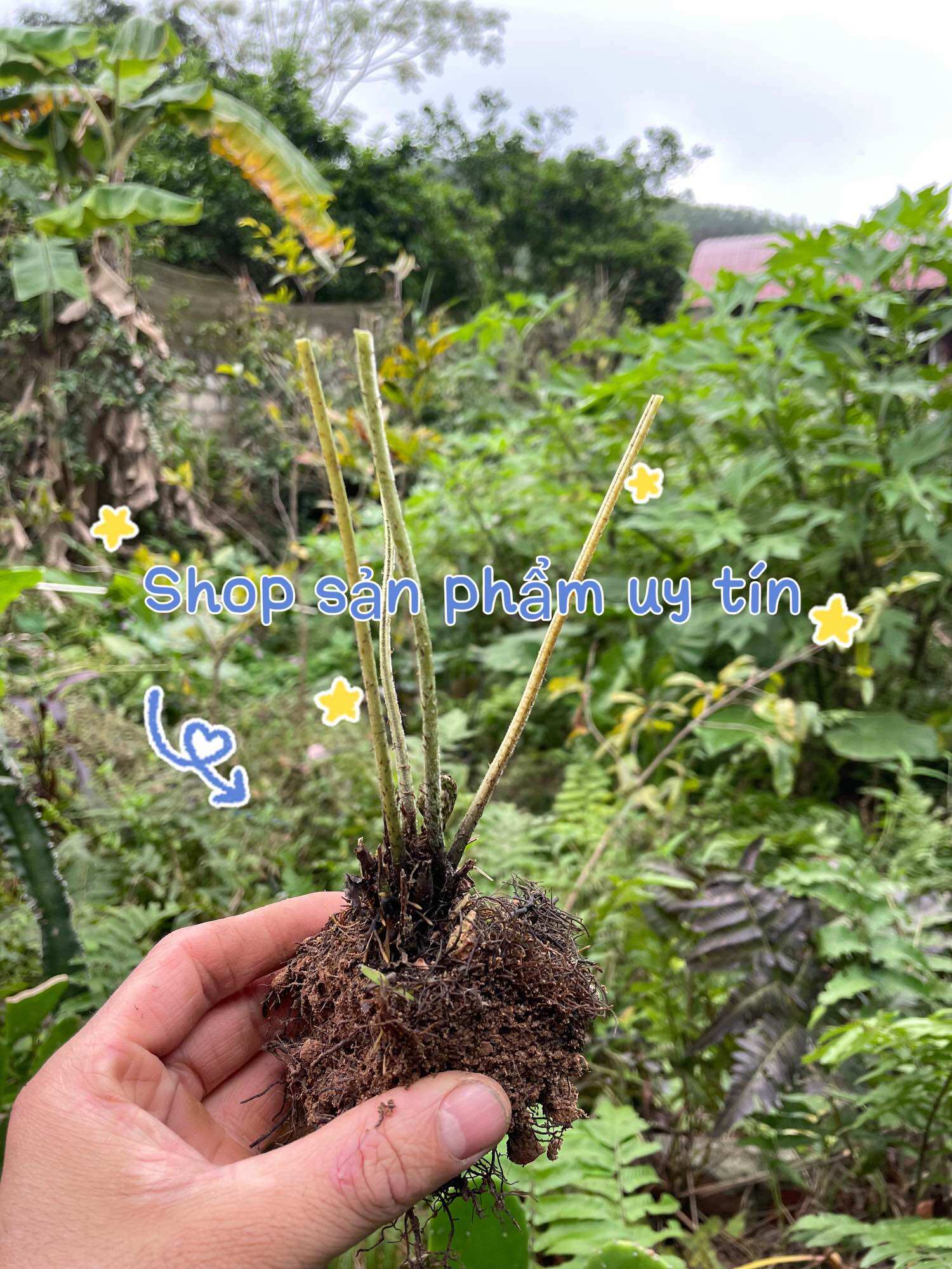 cây rau dớn giống to (gốc nhiều rễ ,đã ươm thuần tại vườn)